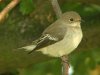 Pied Flycatcher at Gunners Park (Steve Arlow) (72054 bytes) Pied Flycatcher at Gunners Park (Steve Arlow) (72054 bytes)